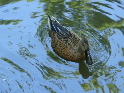 Souchet d'Argentine - 2021