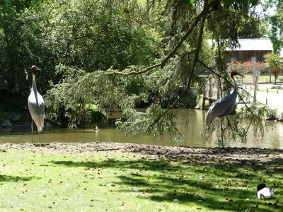 Grue antigone - 2021