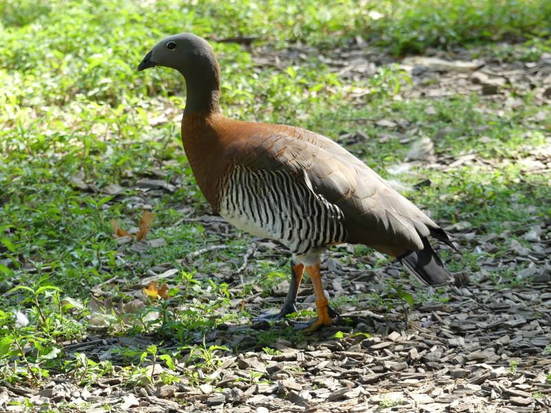 Ouette à tête grise - 2021