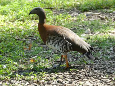 Ouette à tête grise - 2021