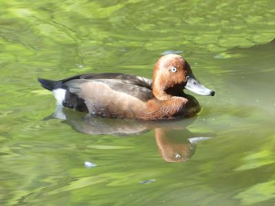 Filigule myroca - 2021