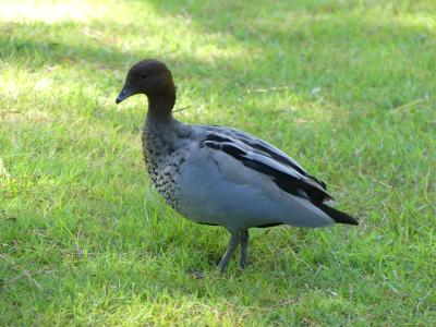 Canard à crinière - 2021