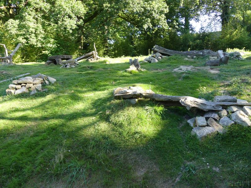 Chien de prairie - 2021