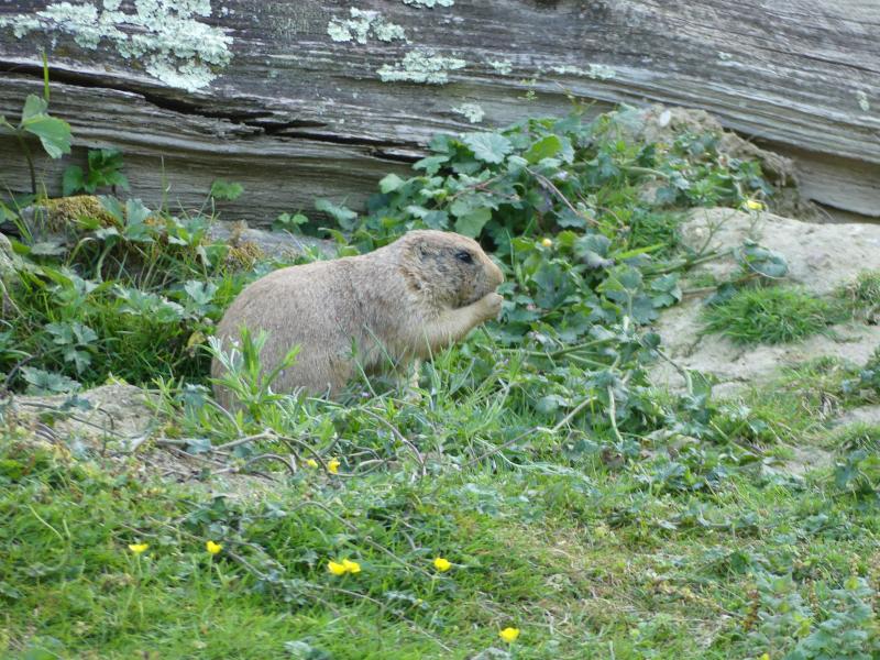 Chien de prairie - 2021