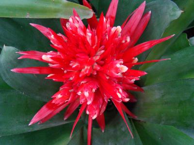 Broméliacée DSC04600