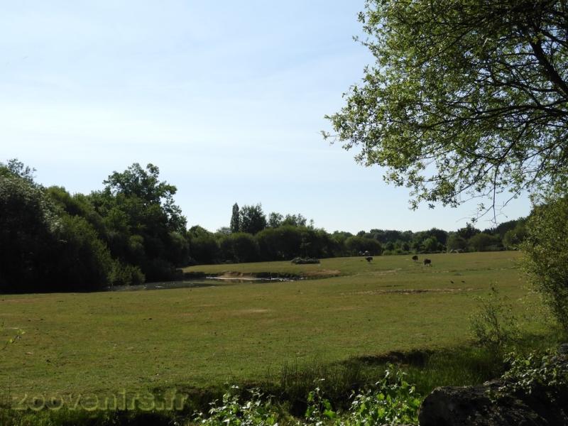 Rhinocéros blanc - Autruche - 2017