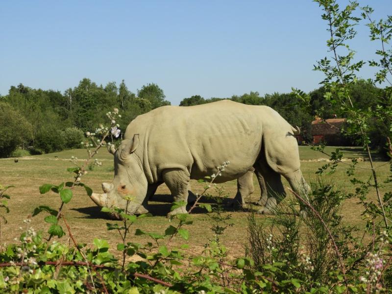 Rhinocéros blanc - 2017