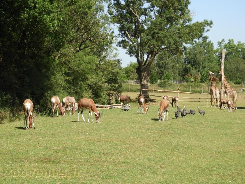 Damalisque - Girafe - 2017