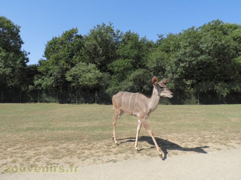 Grand koudou - 2017