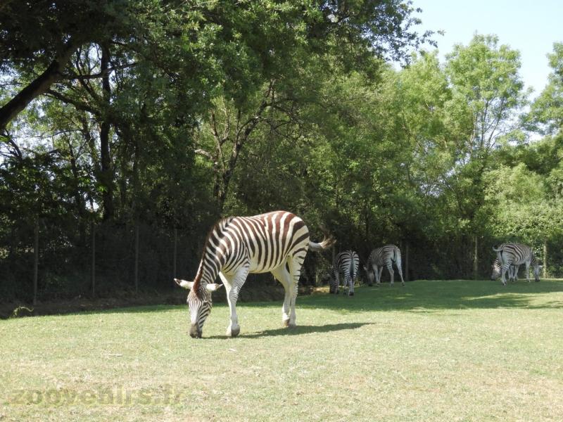 Zèbre de Chapman - 2017