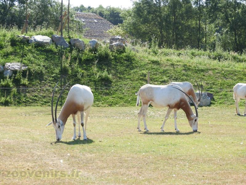 Oryx algazelle - 2017