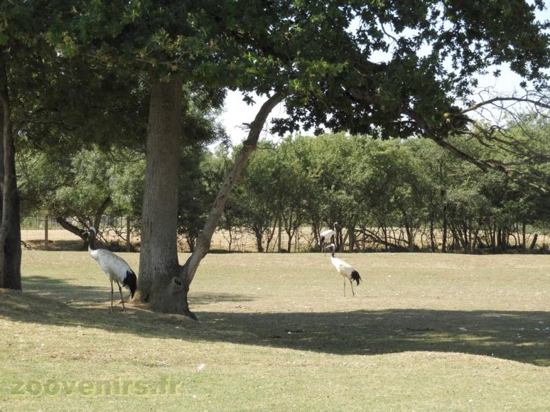 Grue du Japon - 2017