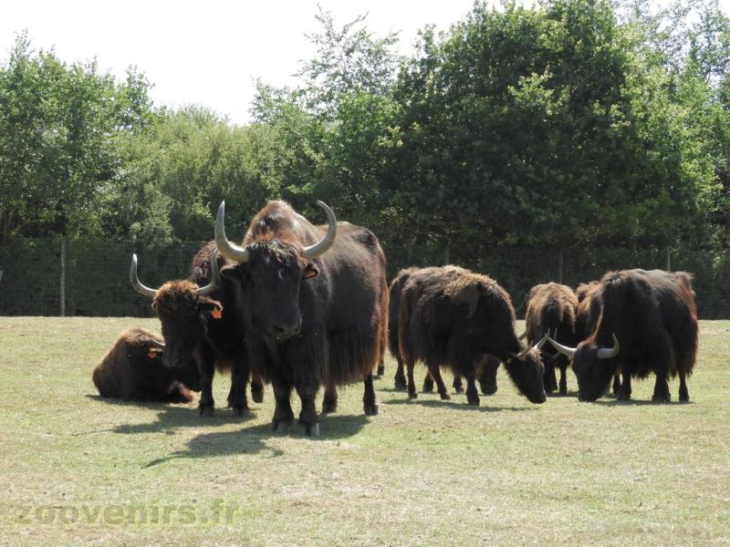 Yack du Tibet - 2017