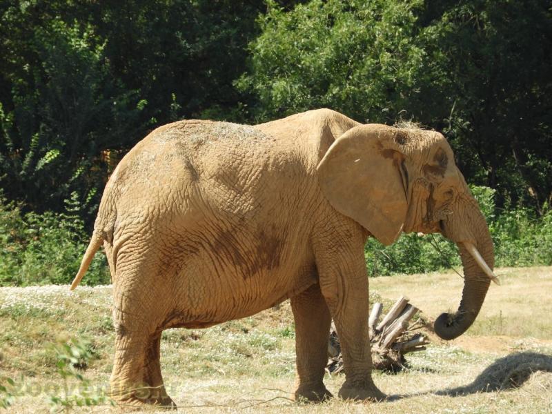 Eléphant d'Afrique - 2017