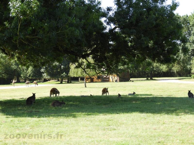 Prairie australienne - 2017