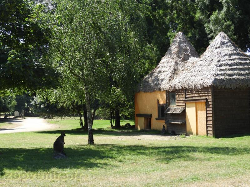 Wallaby de Bennett - 2017