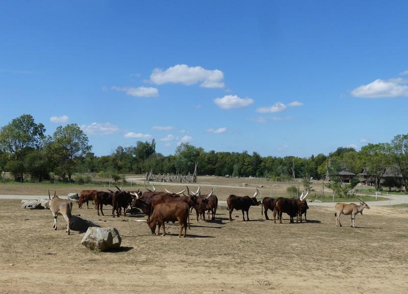 Piste Afrique - 2023