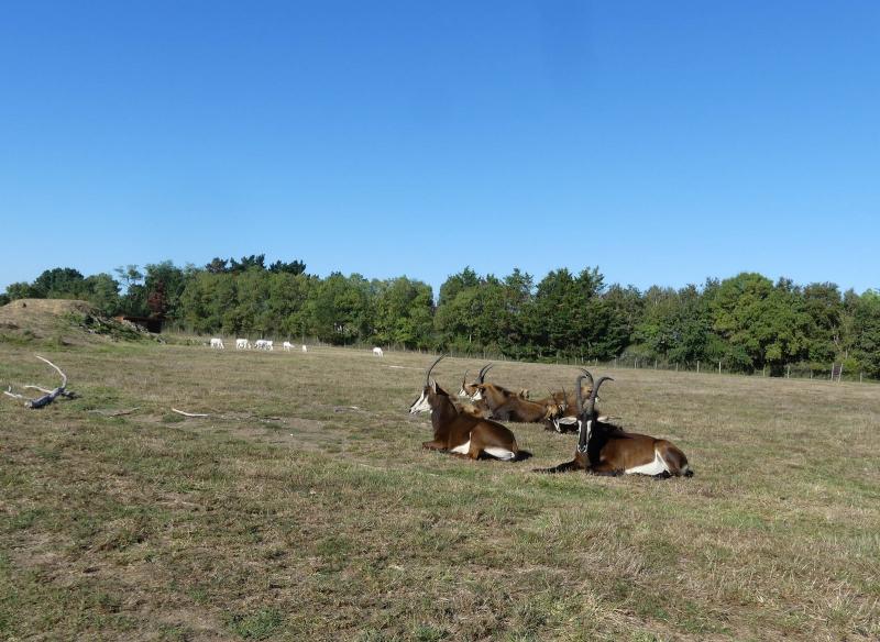 Hippotrague noir - 2023