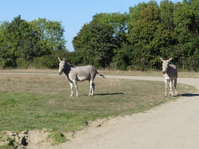 Ane de Somalie - 2023