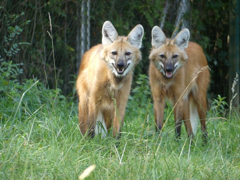 Loup à crinière - 2023