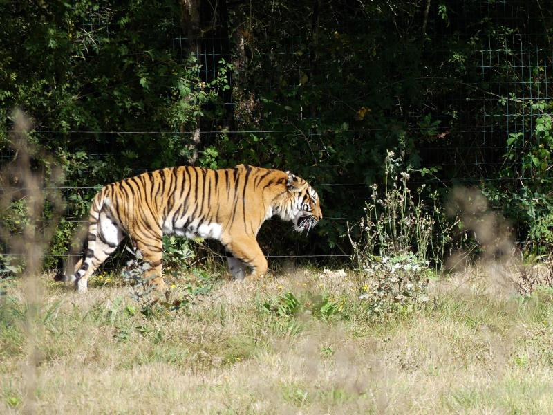 Tigre de Malaisie - 2023