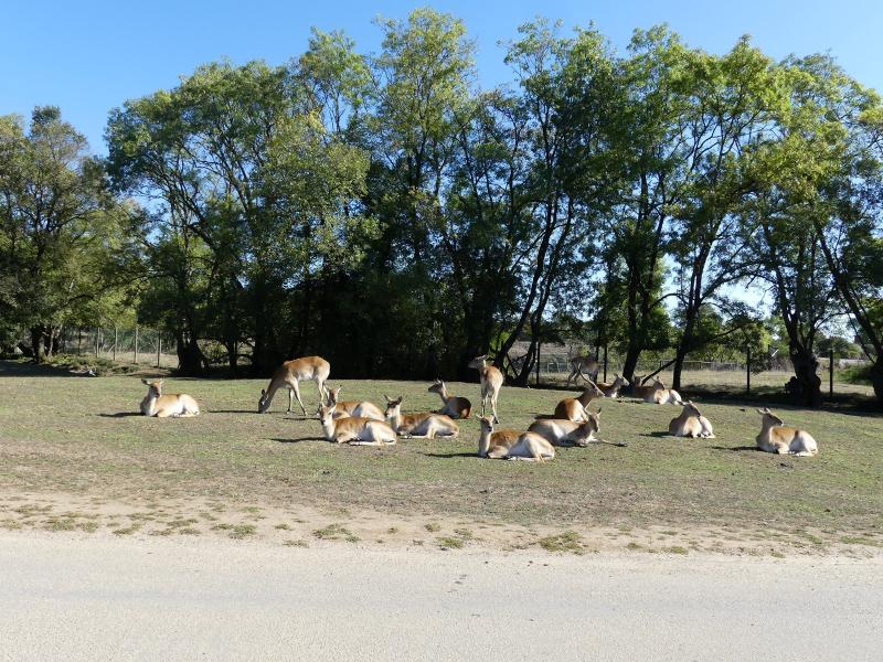 Cobe de Lechwe - 2023