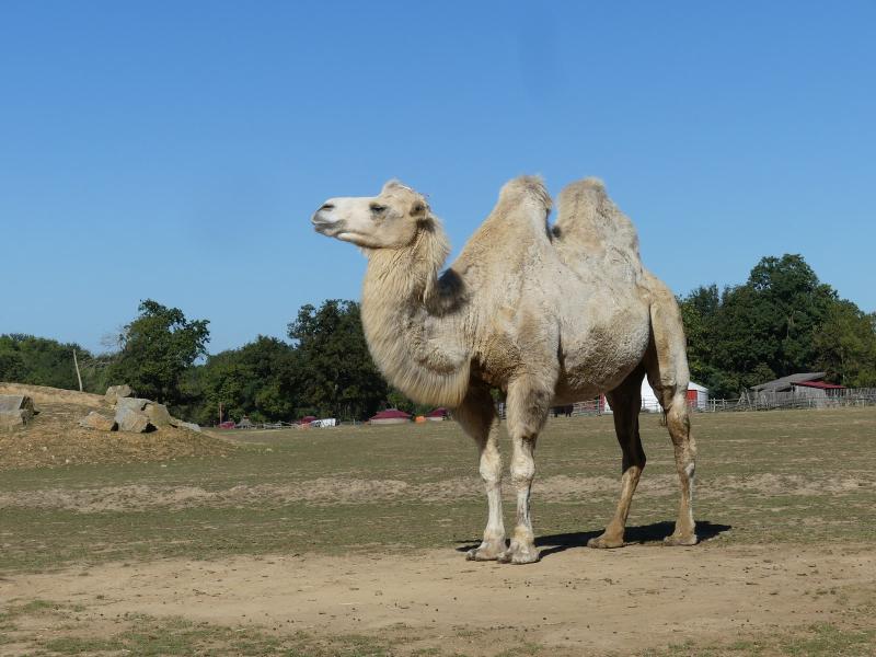 Chameau - 2023