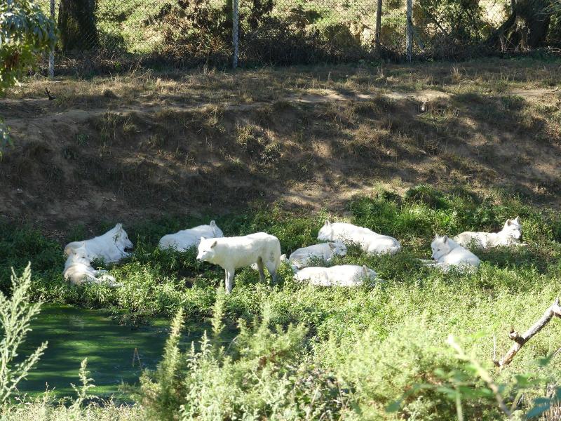 Loup arctique - 2023