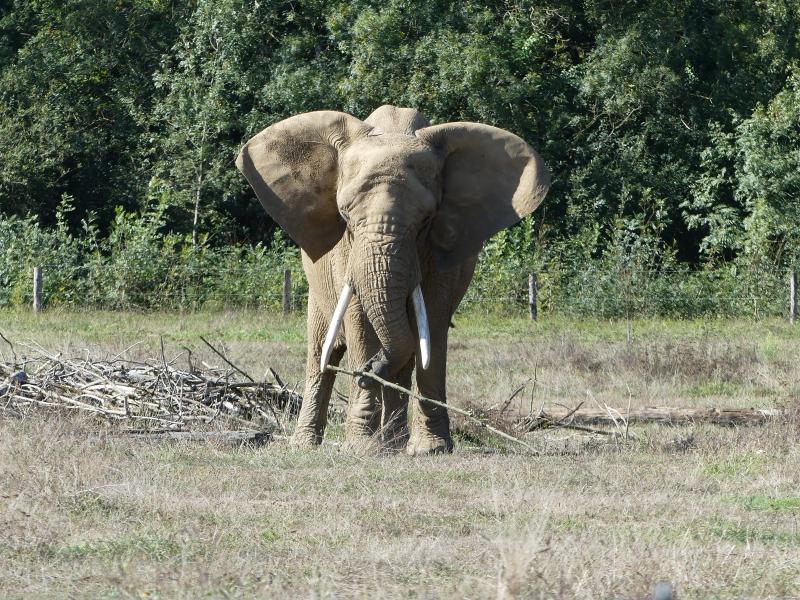 Eléphant d'Afrique - 2023