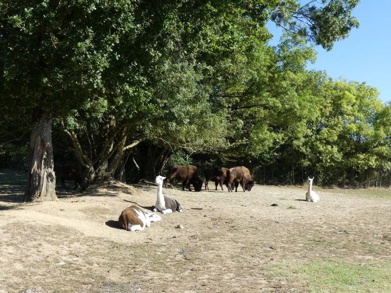 Piste Amérique - 2023