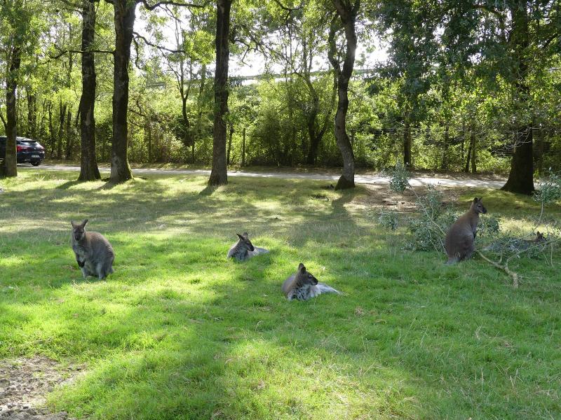 Wallaby de Bennett - 2023