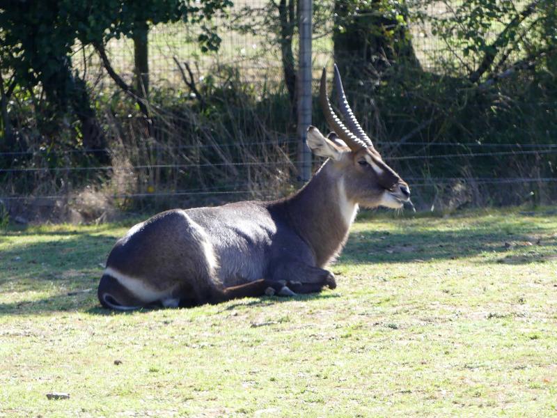 Cobe à croissant - 2023