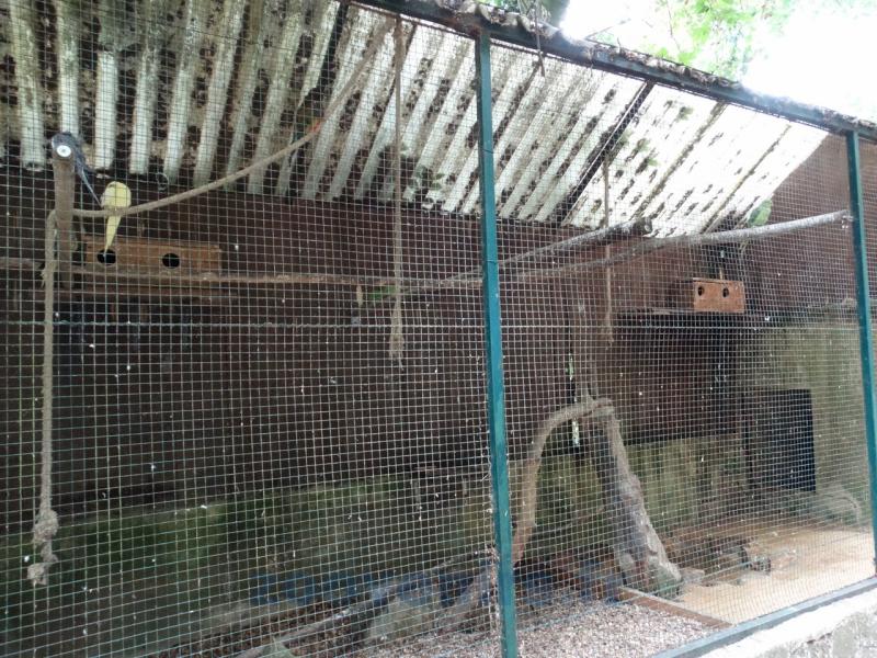 Volière des perruches