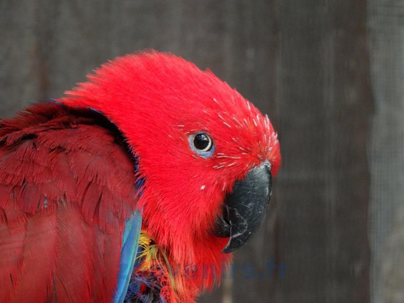 Eclectus