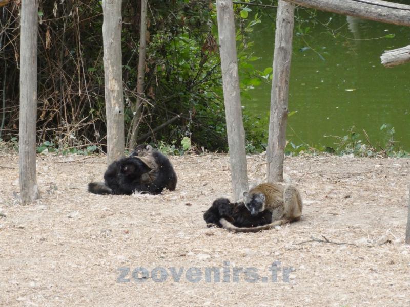 Lémurs  noirs  et bruns