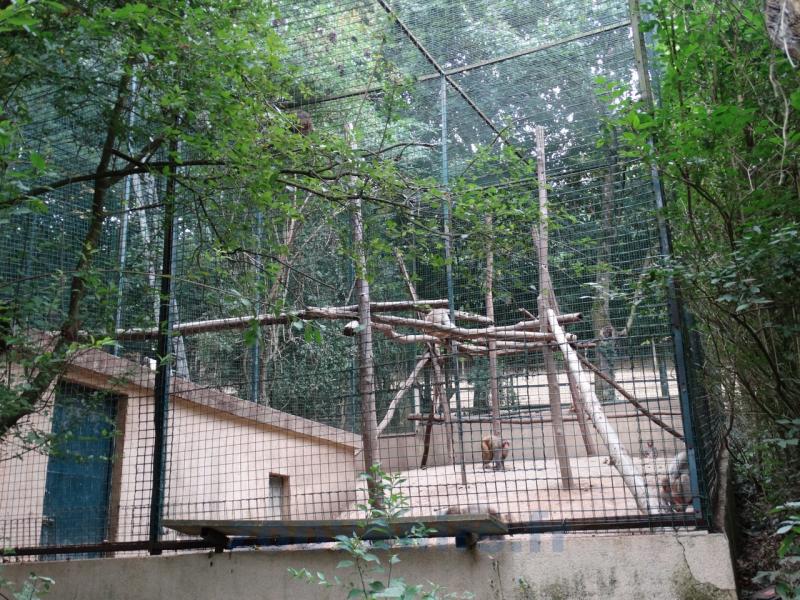 Installation des singes