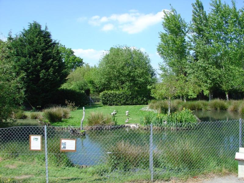 Les palmipèdes - 2003