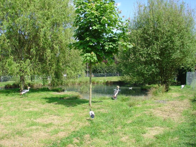 Grue couronnée - 2003