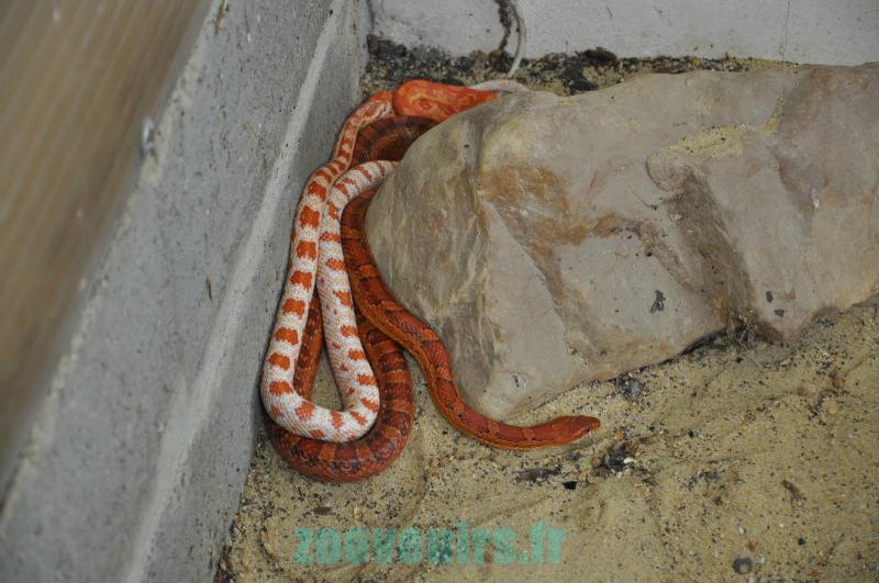 Couleuvre des blés - 2011