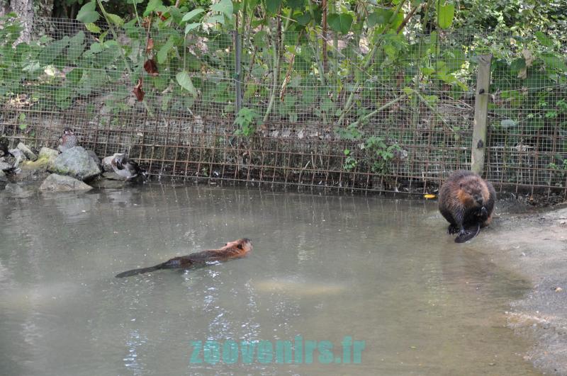 Castor du Canada - 2011