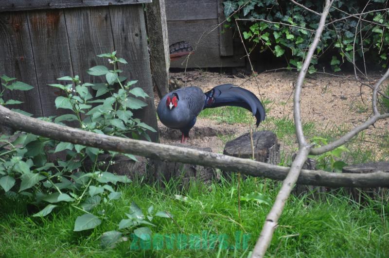 Faisan prélat - 2011