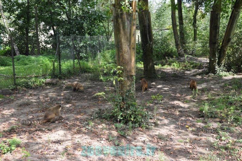 Coati roux - Pécari à collier - 2011