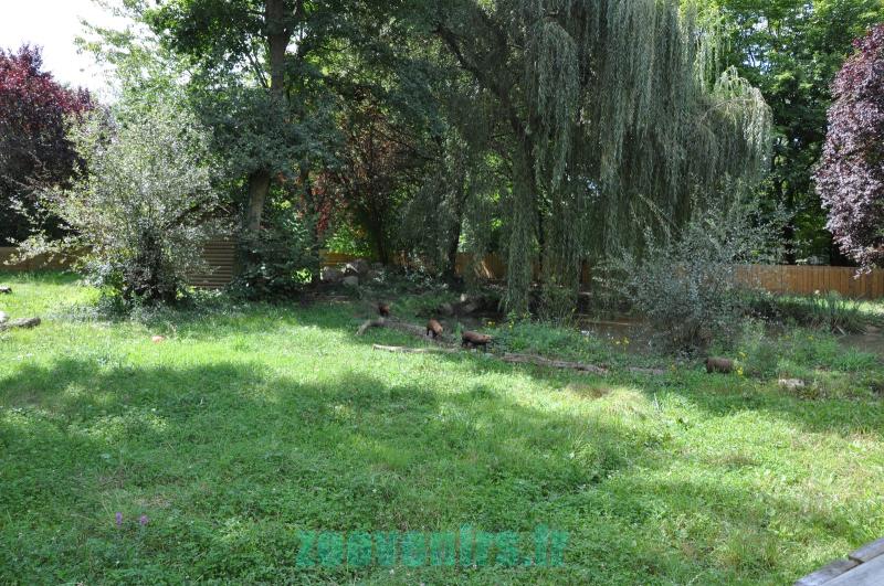 Chien des buissons - 2011