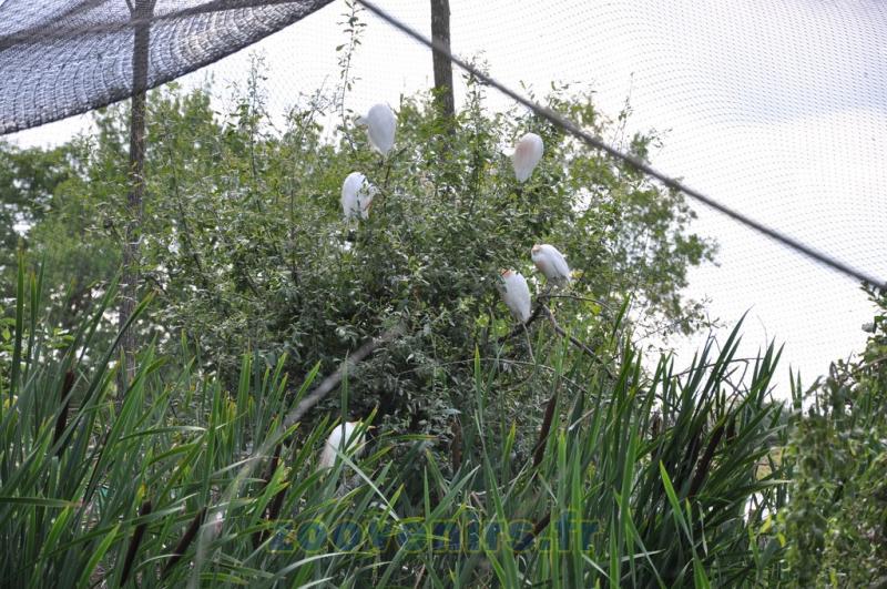 Aigrette garzette - 2011