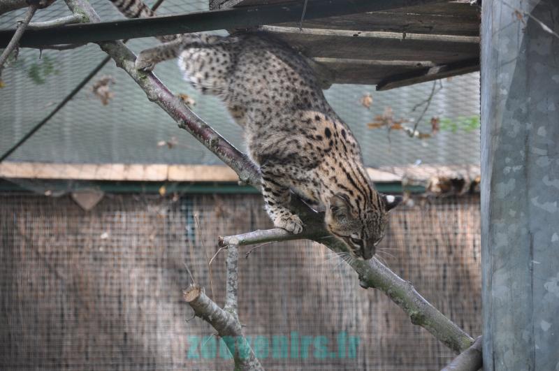 Chat de Geoffroy - 2011