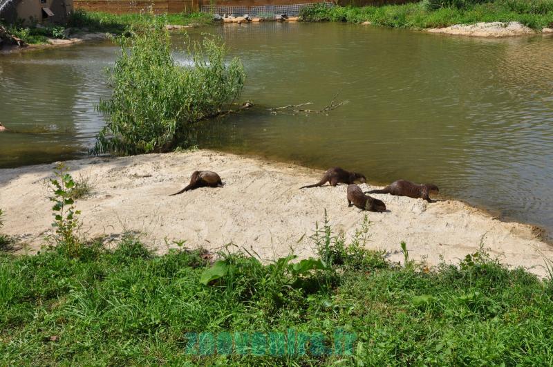 Loutre d'Asie - 2011