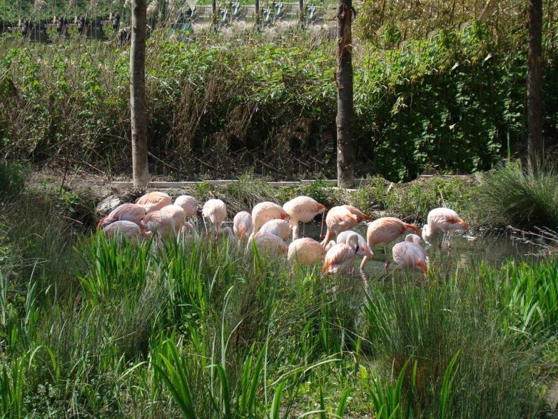 Flamant du Chili - 2009