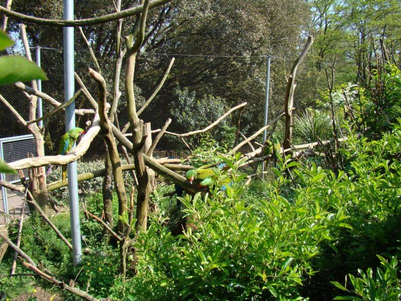 Volière des aras et des ibis - 2009