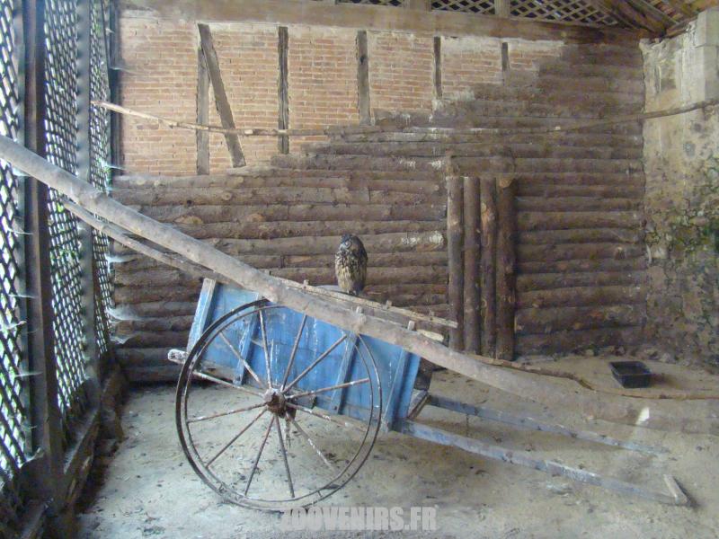 Hibou grand-duc - 2009