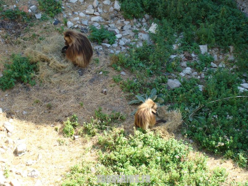 Gelada